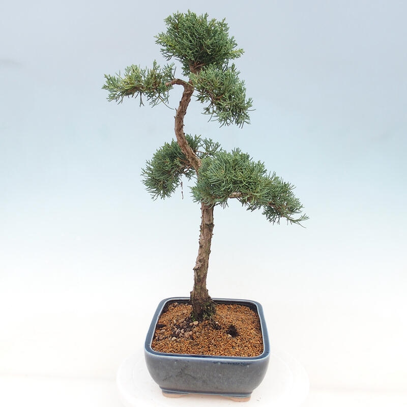 Outdoor bonsai - Juniperus chinensis Kishu - Chinese juniper