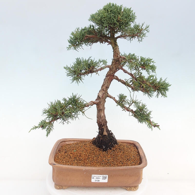 Outdoor bonsai - Juniperus chinensis Kishu - Chinese juniper