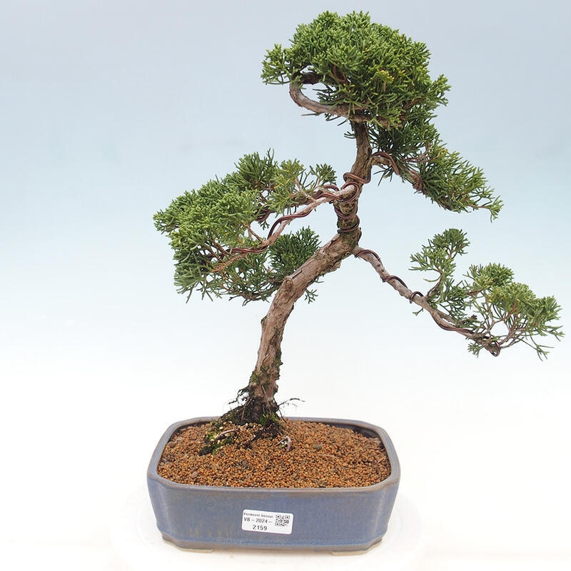 Outdoor bonsai - Juniperus chinensis Kishu - Chinese juniper