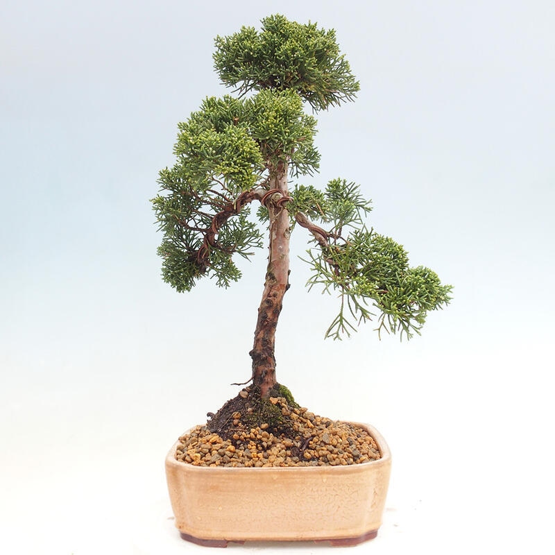 Outdoor bonsai - Juniperus chinensis Kishu - Chinese juniper