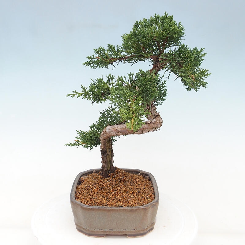 Outdoor bonsai - Juniperus chinensis Kishu - Chinese juniper