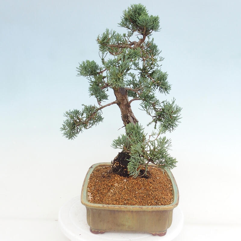 Outdoor bonsai - Juniperus chinensis Kishu - Chinese juniper