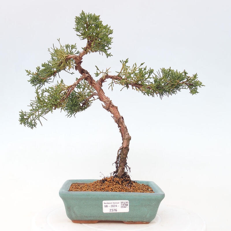 Outdoor bonsai - Juniperus chinensis Kishu - Chinese Juniper