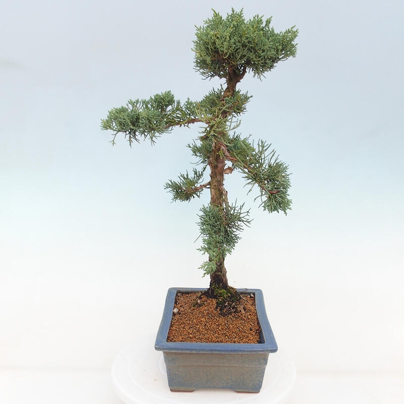 Outdoor bonsai - Juniperus chinensis Kishu - Chinese juniper