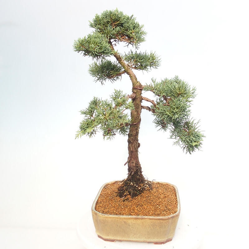 Outdoor bonsai - Juniperus chinensis Kishu - Chinese juniper