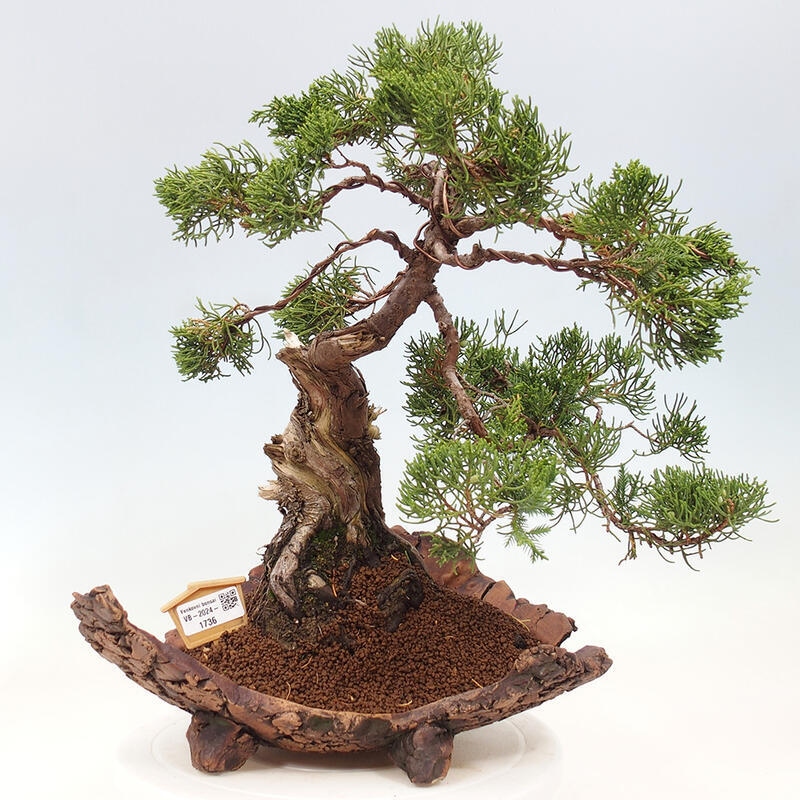 Outdoor bonsai - Juniperus chinensis Kishu - Chinese Juniper