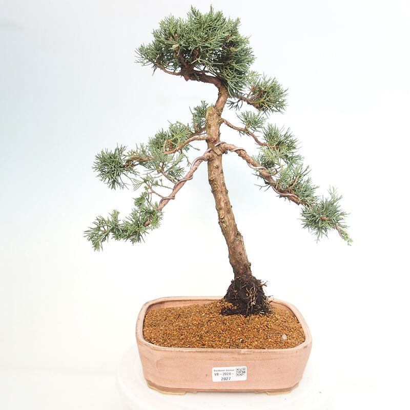 Outdoor bonsai - Juniperus chinensis Kishu - Chinese juniper