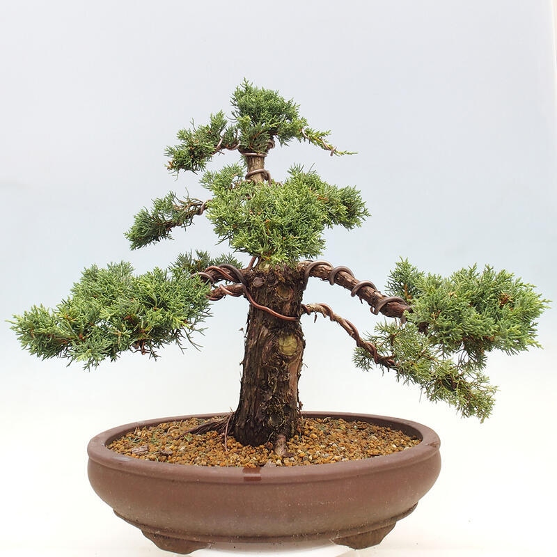 Outdoor bonsai - Juniperus chinensis Kishu - Chinese juniper