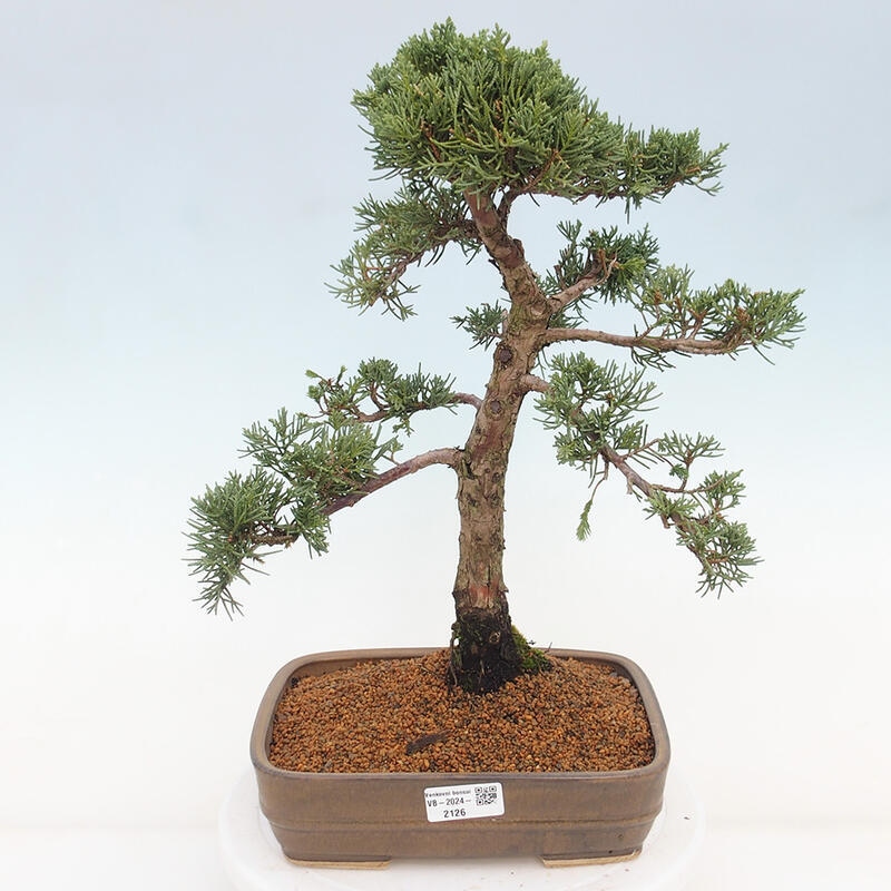 Outdoor bonsai - Juniperus chinensis Kishu - Chinese juniper