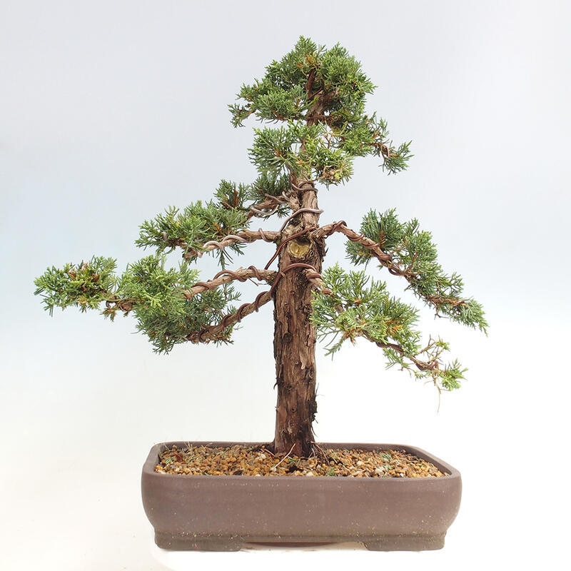 Outdoor bonsai - Juniperus chinensis Kishu - Chinese juniper