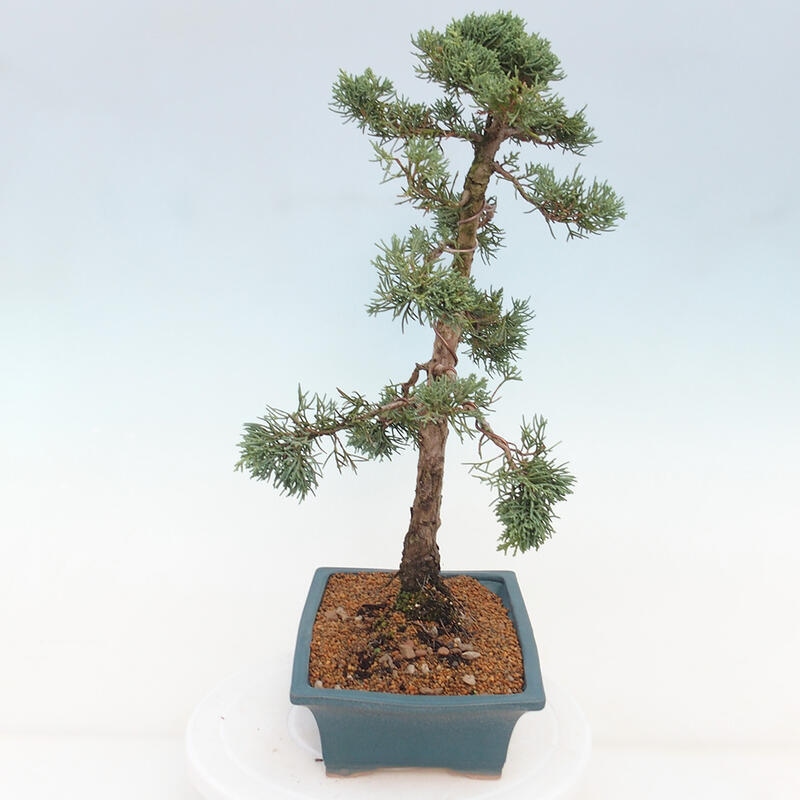 Outdoor bonsai - Juniperus chinensis Kishu - Chinese juniper