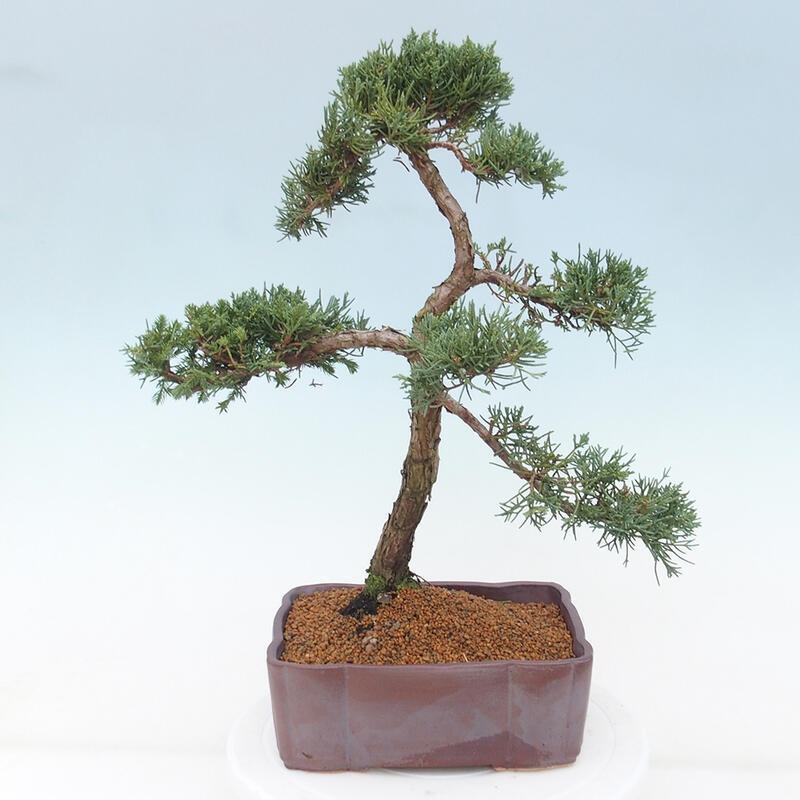 Outdoor bonsai - Juniperus chinensis Kishu - Chinese juniper