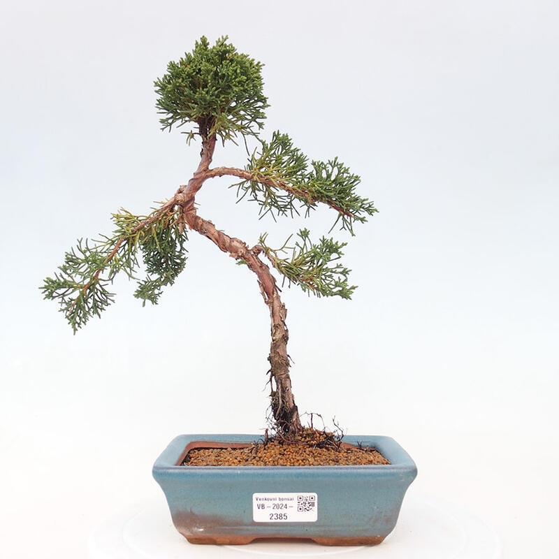 Outdoor bonsai - Juniperus chinensis Kishu - Chinese Juniper