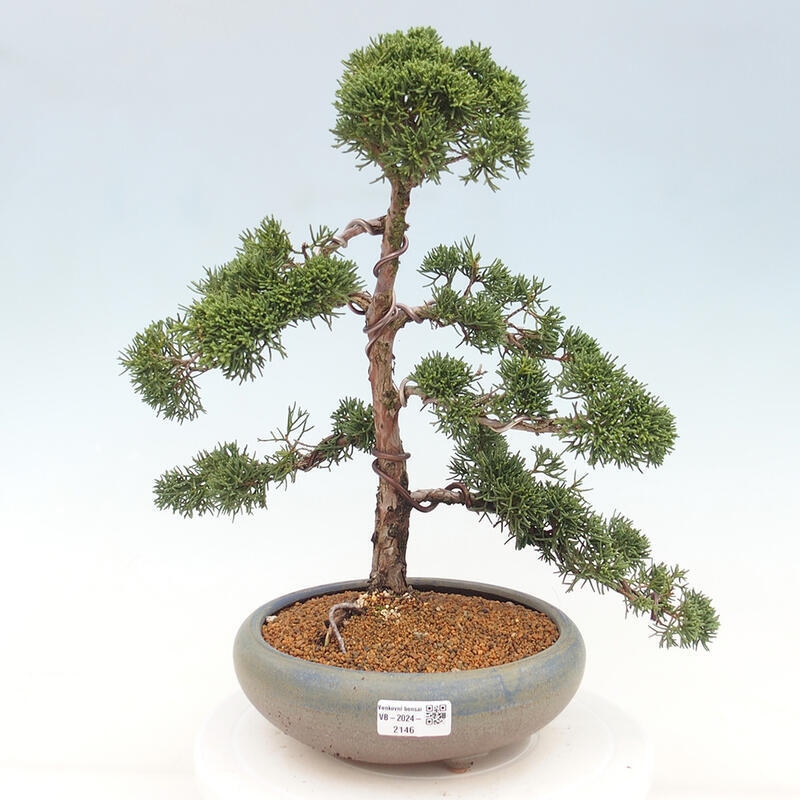 Outdoor bonsai - Juniperus chinensis Kishu - Chinese juniper