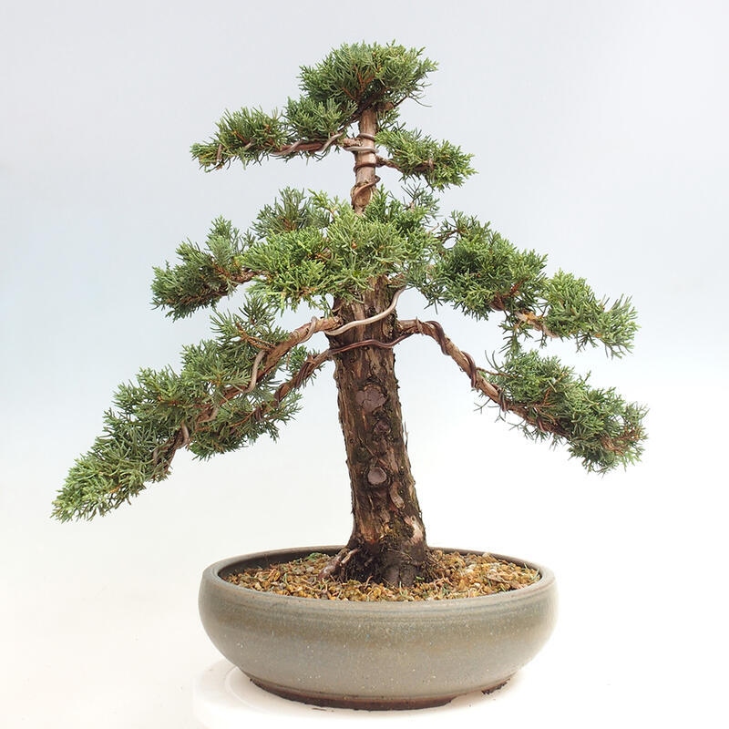 Outdoor bonsai - Juniperus chinensis Kishu - Chinese juniper