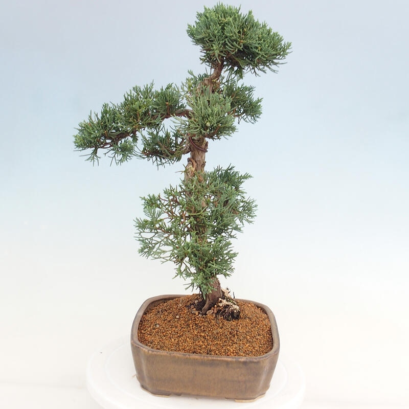 Outdoor bonsai - Juniperus chinensis Kishu - Chinese juniper