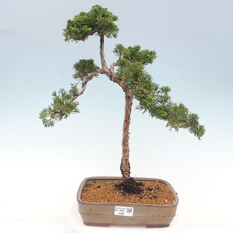 Outdoor bonsai - Juniperus chinensis Kishu - Chinese juniper