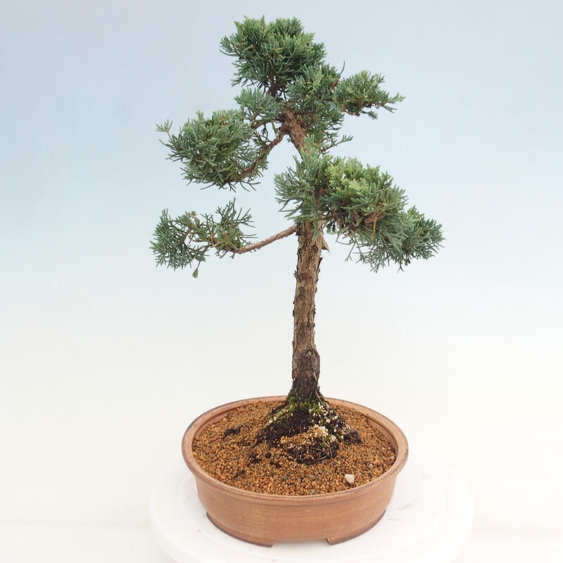 Outdoor bonsai - Juniperus chinensis Kishu - Chinese juniper