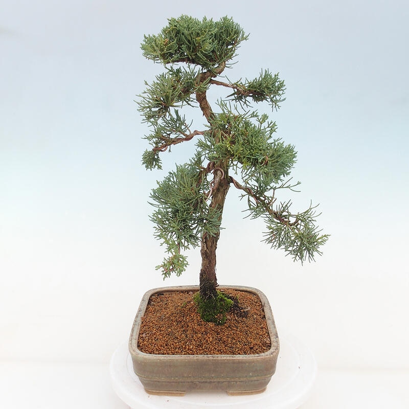 Outdoor bonsai - Juniperus chinensis Kishu - Chinese juniper