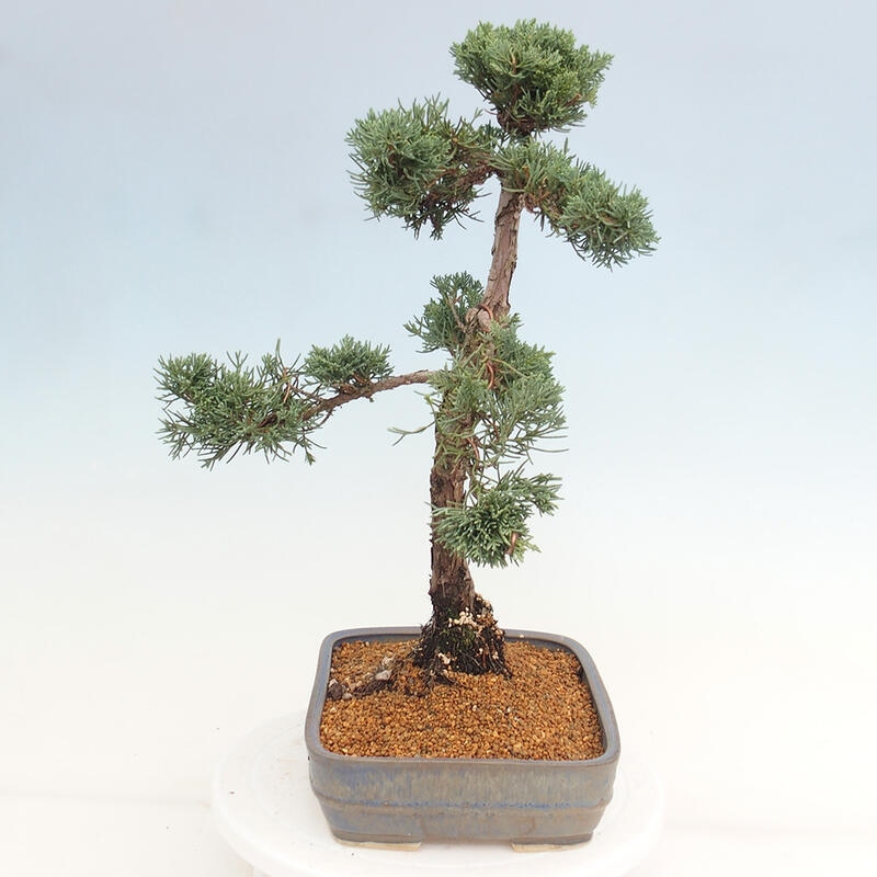 Outdoor bonsai - Juniperus chinensis Kishu - Chinese juniper