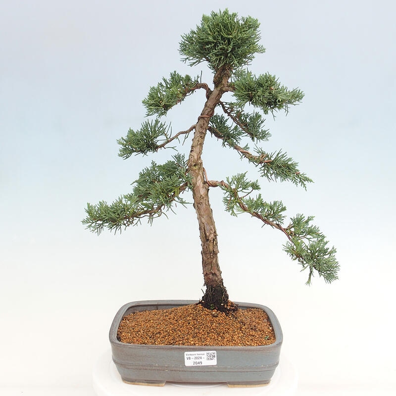 Outdoor bonsai - Juniperus chinensis Kishu - Chinese juniper