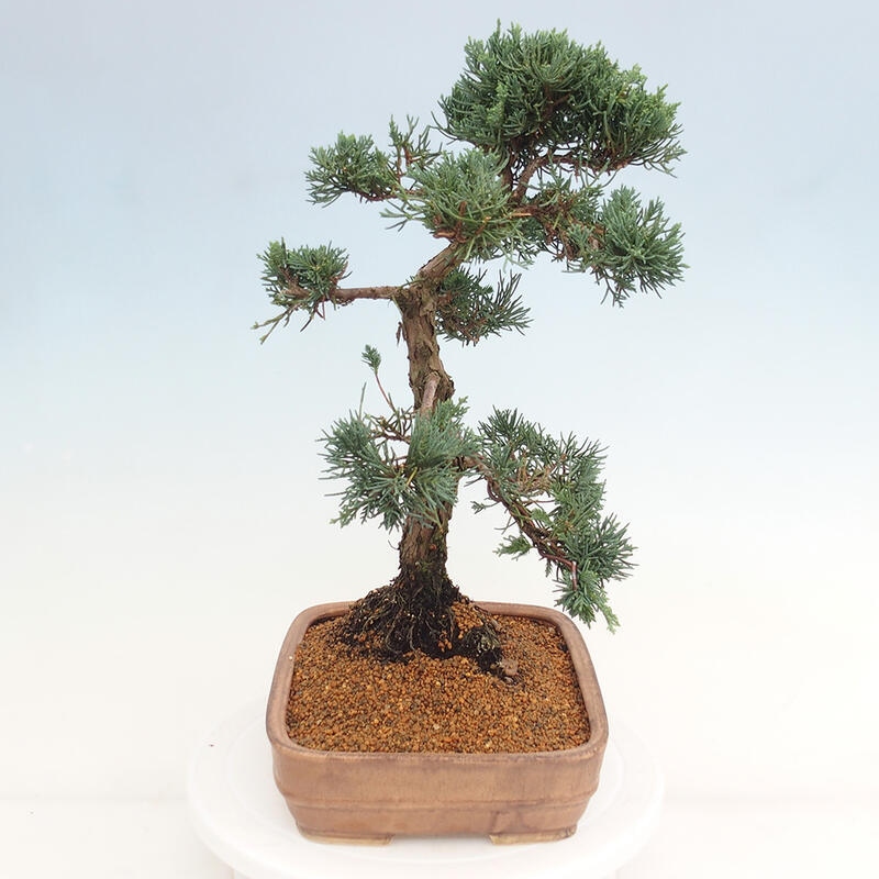 Outdoor bonsai - Juniperus chinensis Kishu - Chinese juniper