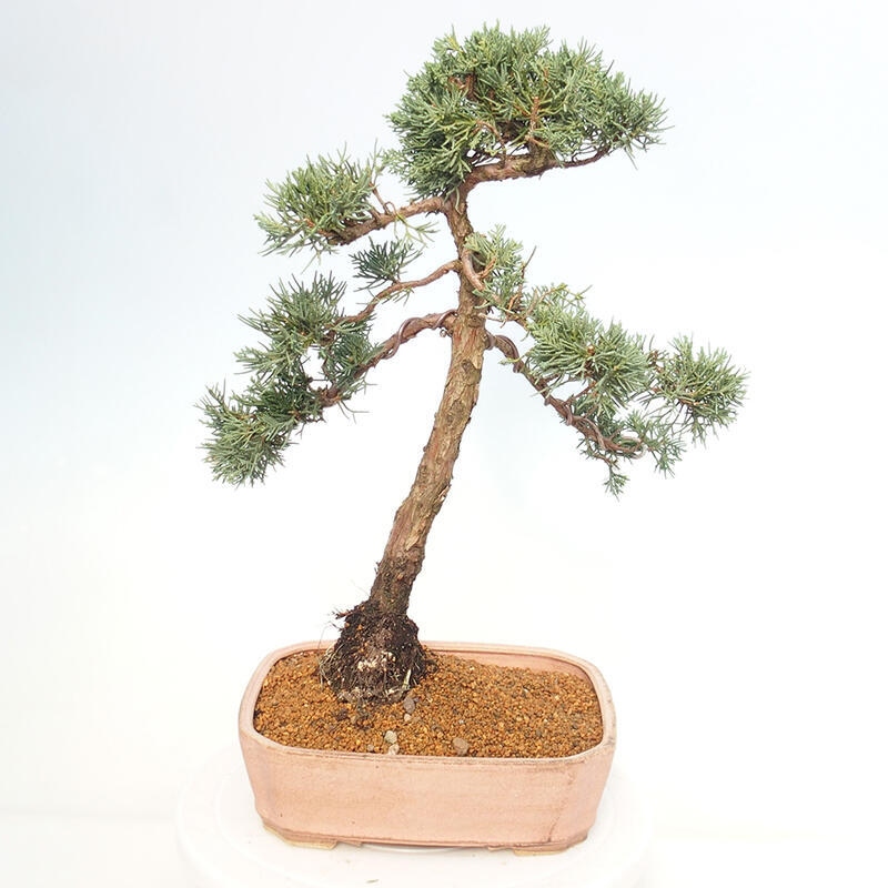 Outdoor bonsai - Juniperus chinensis Kishu - Chinese juniper