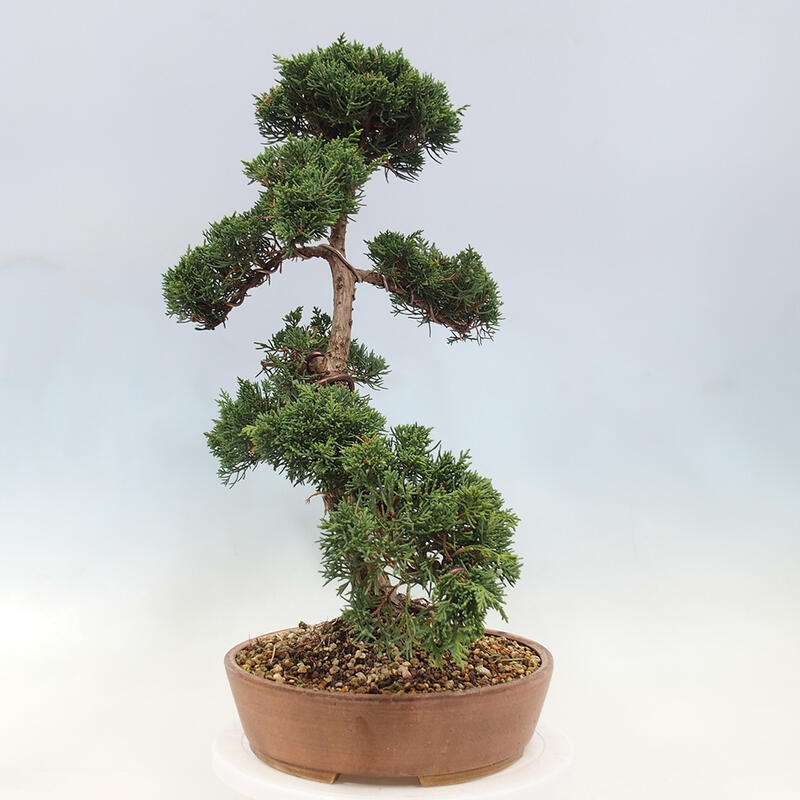 Outdoor bonsai - Juniperus chinensis Kishu - Chinese Juniper