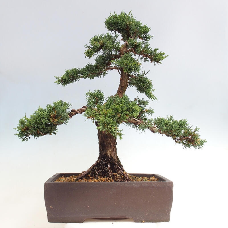 Outdoor bonsai - Juniperus chinensis Kishu - Chinese juniper