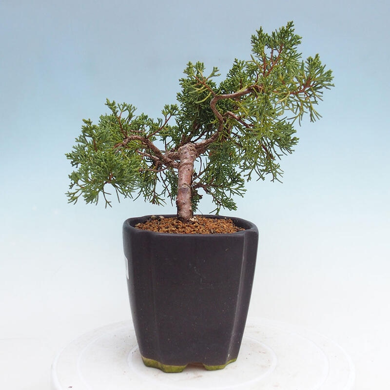 Outdoor bonsai - Juniperus chinensis Kishu - Chinese juniper