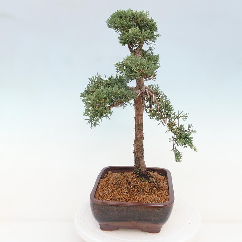 Outdoor bonsai - Juniperus chinensis Kishu - Chinese juniper