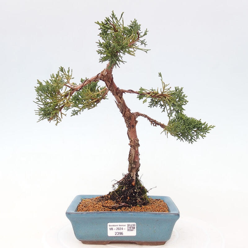 Outdoor bonsai - Juniperus chinensis Kishu - Chinese Juniper