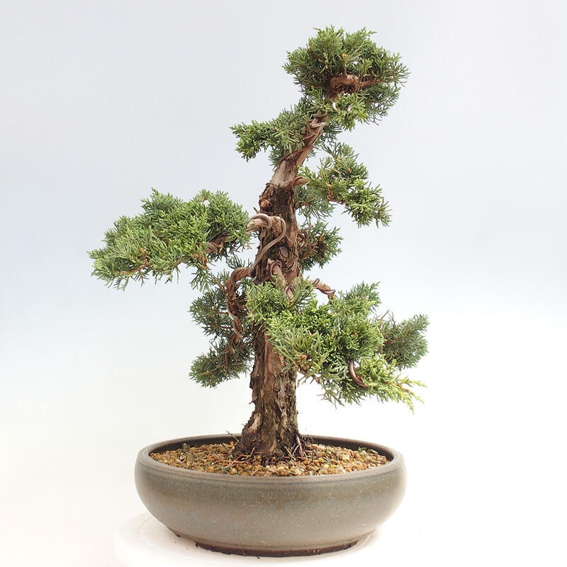 Outdoor bonsai - Juniperus chinensis Kishu - Chinese juniper