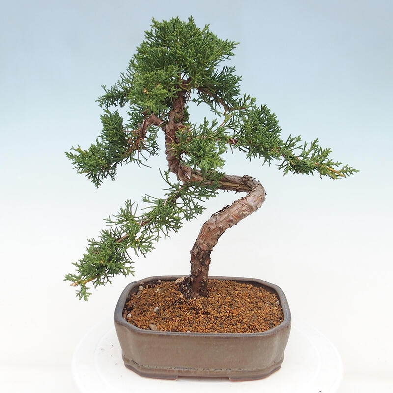 Outdoor bonsai - Juniperus chinensis Kishu - Chinese juniper