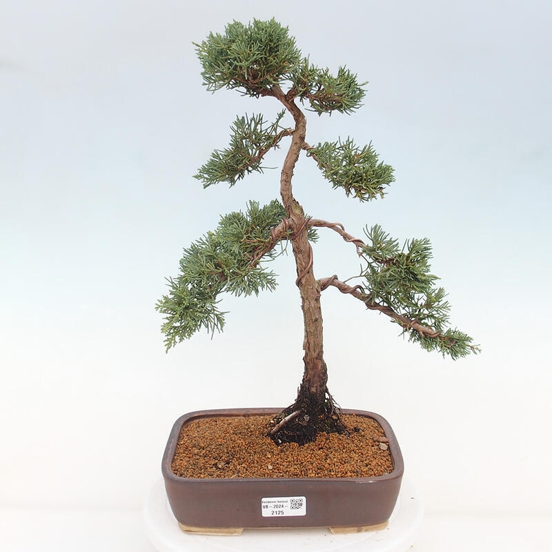 Outdoor bonsai - Juniperus chinensis Kishu - Chinese juniper