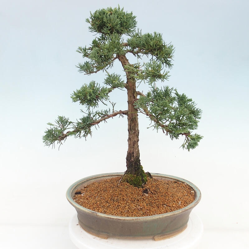 Outdoor bonsai - Juniperus chinensis Kishu - Chinese juniper