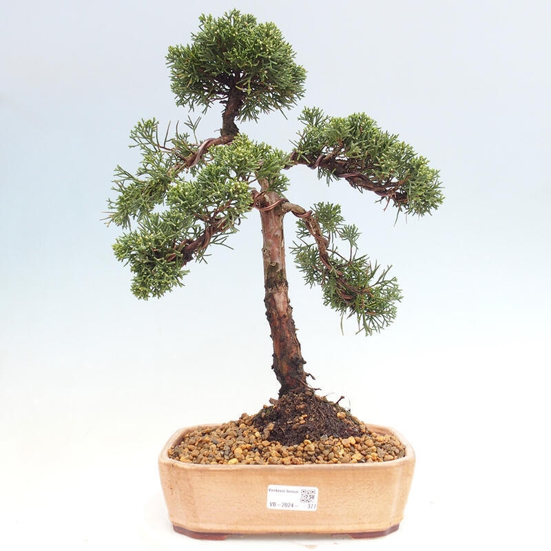 Outdoor bonsai - Juniperus chinensis Kishu - Chinese juniper