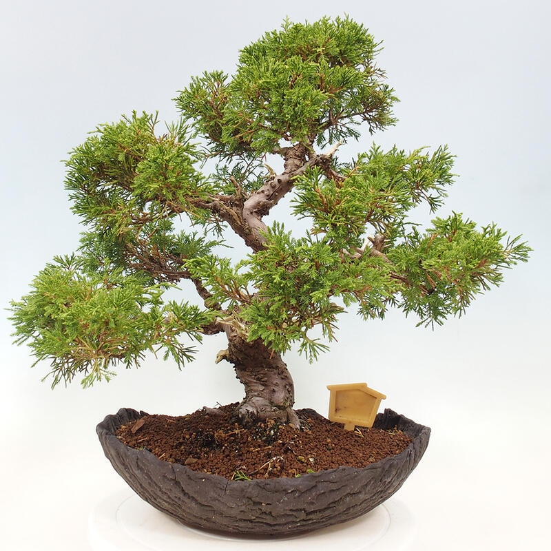 Outdoor bonsai - Juniperus chinensis Kishu - Chinese Juniper