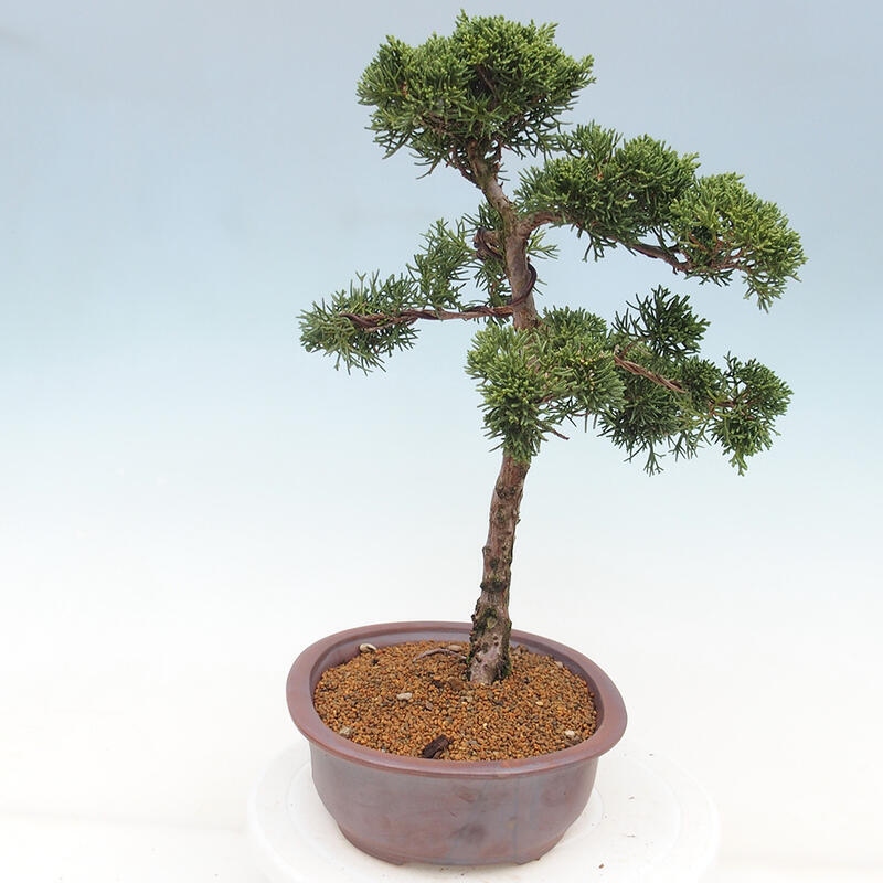 Outdoor bonsai - Juniperus chinensis Kishu - Chinese juniper