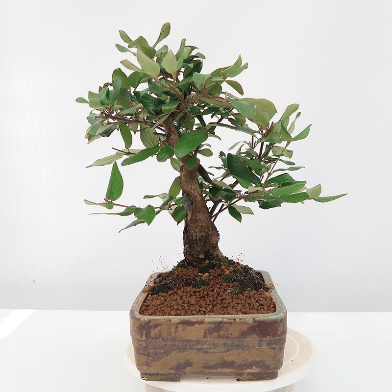 Outdoor bonsai-Kalina Bodnanská - Viburum carlesii