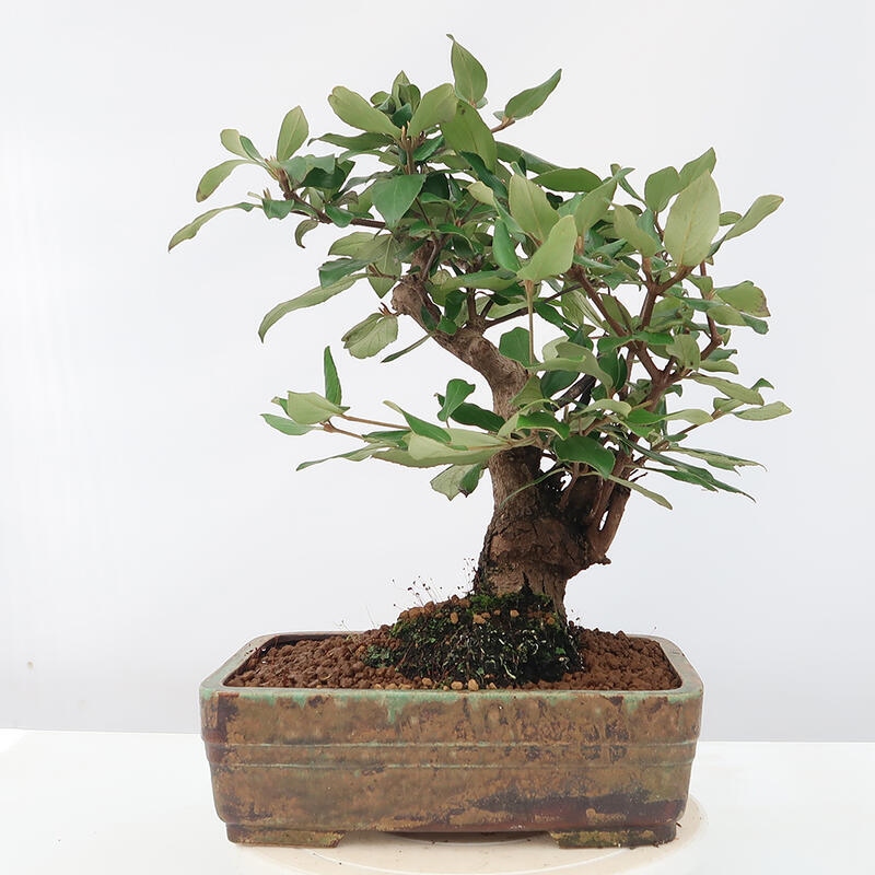 Outdoor bonsai-Kalina Bodnanská - Viburum carlesii