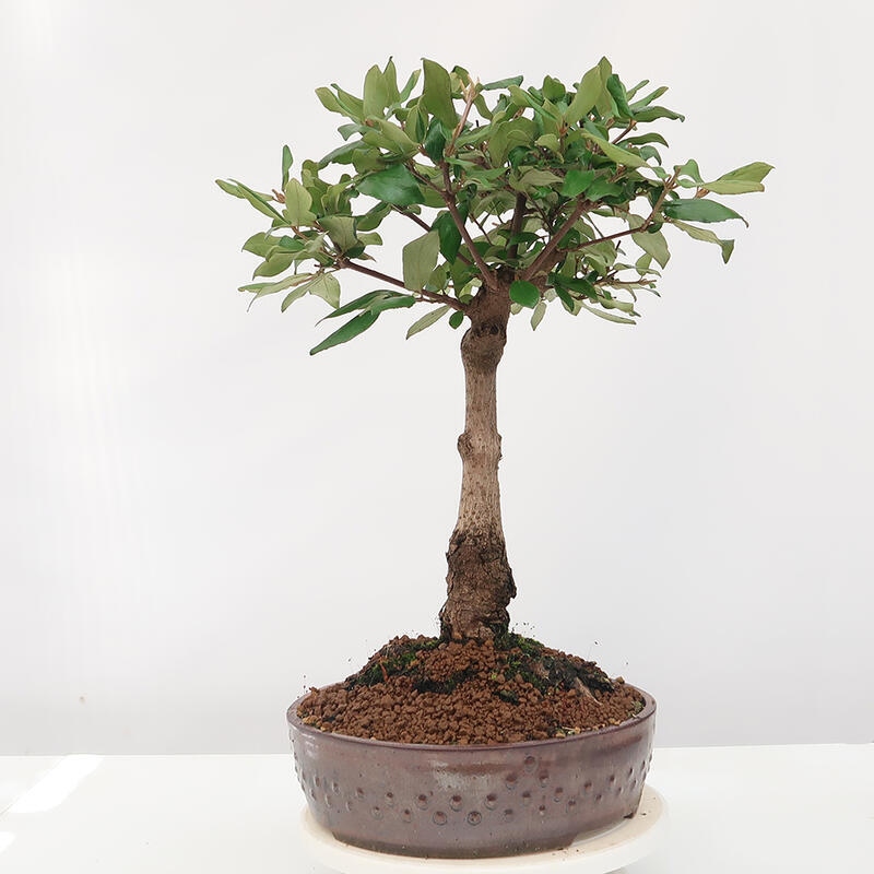 Outdoor bonsai-Kalina Bodnanská - Viburum carlesii