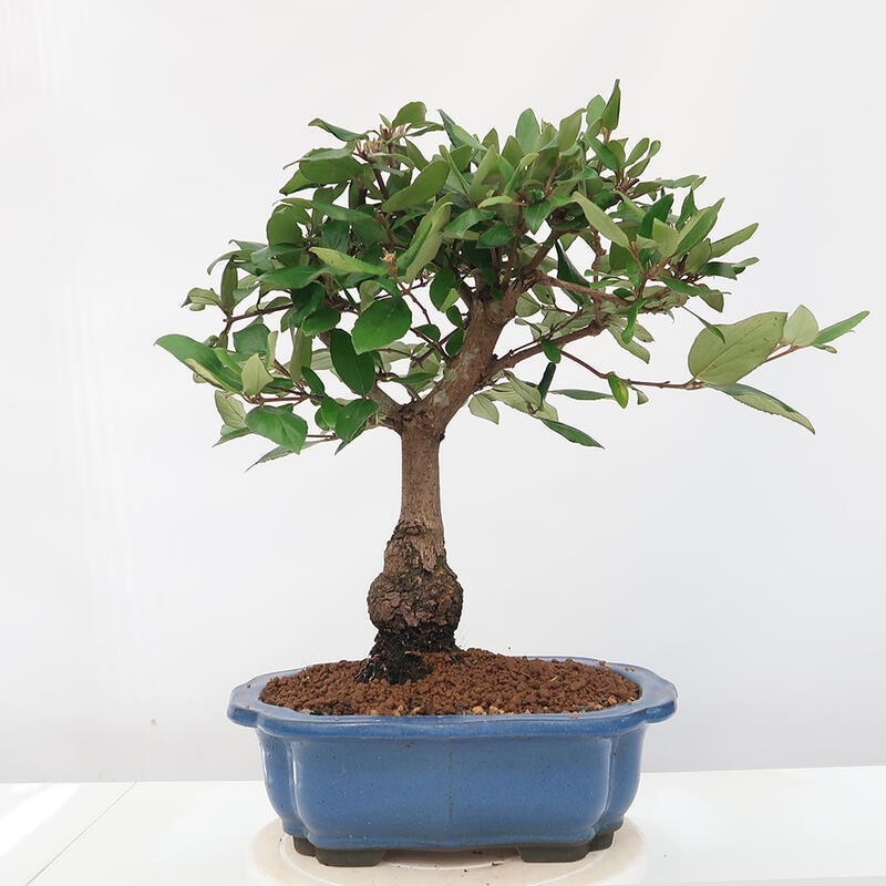 Outdoor bonsai-Kalina Bodnanská - Viburum carlesii