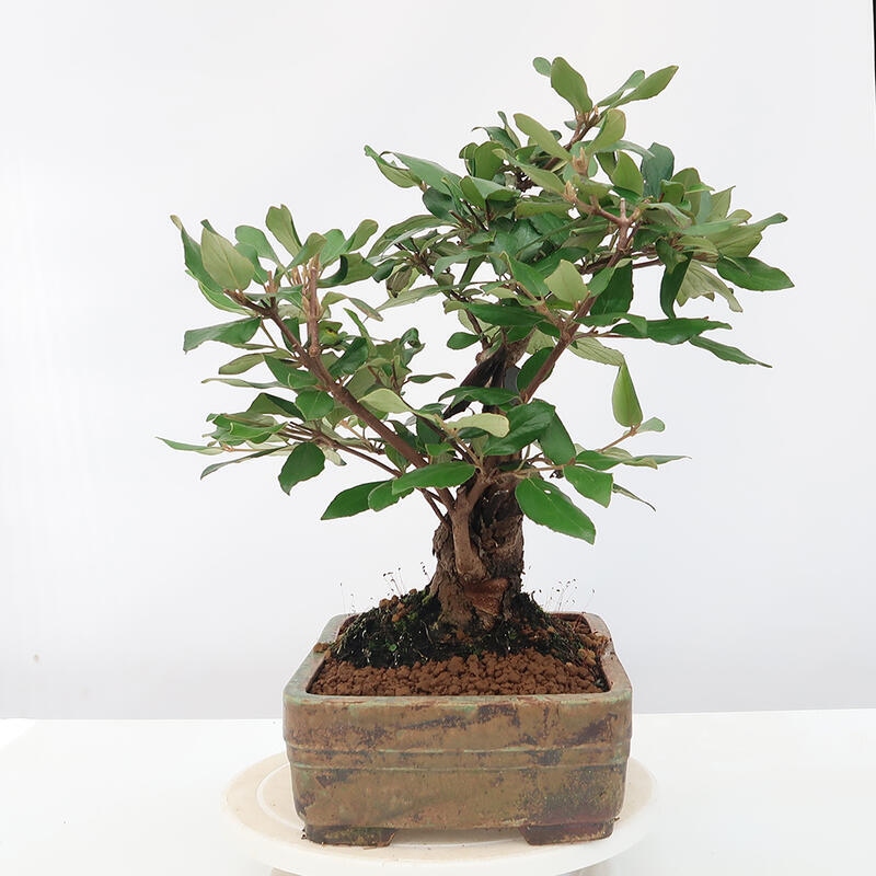 Outdoor bonsai-Kalina Bodnanská - Viburum carlesii