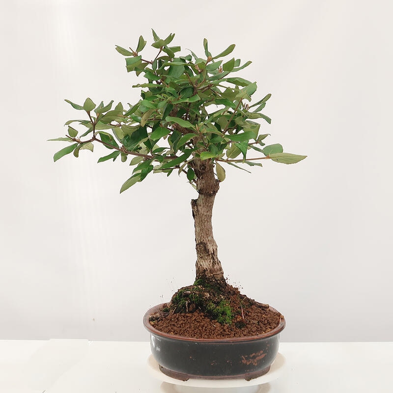 Outdoor bonsai-Kalina Bodnanská - Viburum carlesii