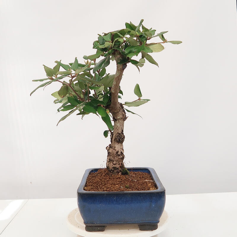 Outdoor bonsai-Kalina Bodnanská - Viburum carlesii