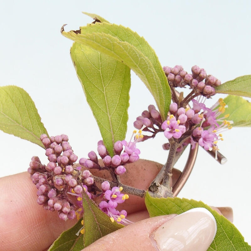 Outdoor bonsai - beautiful plant - Callicarpa bodinierova profusion