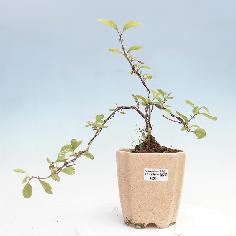 Outdoor bonsai - beautiful plant - Callicarpa bodinierova profusion