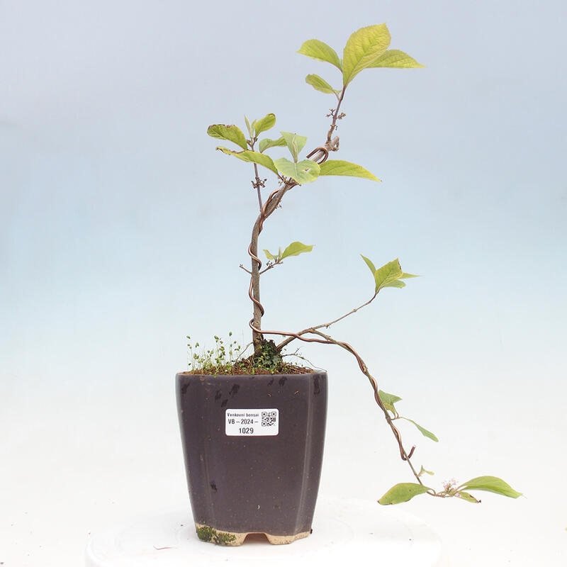 Outdoor bonsai - beautiful plant - Callicarpa bodinierova profusion