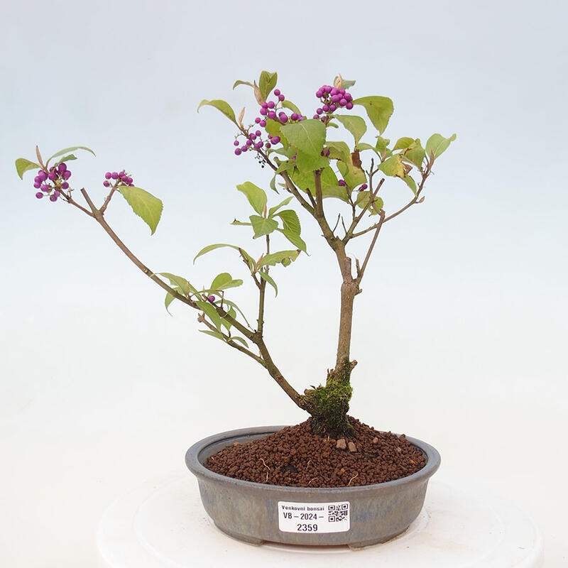 Outdoor bonsai - callicarpa jap Leucocarpa